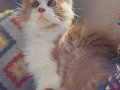XXL cüsse show kalite safkan secereli Mainecoon 