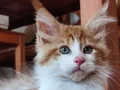 XXL cüsse show kalite safkan secereli Mainecoon 