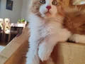 XXL cüsse show kalite safkan secereli Mainecoon 