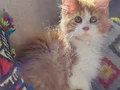 XXL cüsse show kalite safkan secereli Mainecoon 