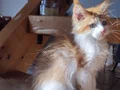 XXL cüsse show kalite safkan secereli Mainecoon 