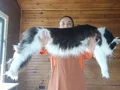 XXL cüsse show kalite safkan secereli Mainecoon 