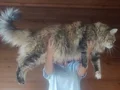 XXL cüsse show kalite safkan secereli Mainecoon 