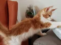 XXL dev cüsse (aşılar+secere+pasaport+mikroçip)