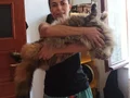 XXL dev cüsse (aşılar+secere+pasaport+mikroçip)