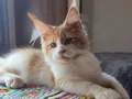 Tüm aşıları ve belgeleri dahil teslim edilecektir (erkek)
