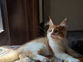 Tüm aşıları ve belgeleri dahil teslim edilecektir (erkek)
