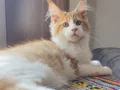 Tüm aşıları ve belgeleri dahil teslim edilecektir (erkek)