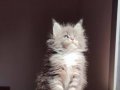 Safkan secereli rezerveye müsait polidactil Mainecoon 