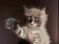 Safkan secereli rezerveye müsait polidactil Mainecoon 