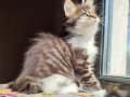 Safkan secereli rezerveye müsait polidactil Mainecoon 