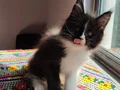 Safkan secereli rezerveye müsait polidactil Mainecoon 
