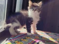 Safkan secereli rezerveye müsait polidactil Mainecoon 