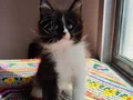Safkan secereli rezerveye müsait polidactil Mainecoon 