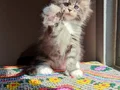 Safkan secereli rezerveye müsait polidactil Mainecoon 