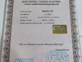 Safkan secereli rezerveye müsait polidactil Mainecoon 