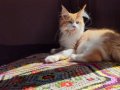 Geleceğin şampiyon adayı safkan secereli Mainecoon