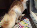 Geleceğin şampiyon adayı safkan secereli Mainecoon