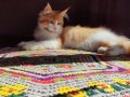 Geleceğin şampiyon adayı safkan secereli Mainecoon