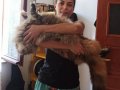 Geleceğin şampiyon adayı safkan secereli Mainecoon