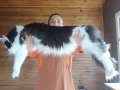 Geleceğin şampiyon adayı safkan secereli Mainecoon