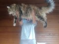 Geleceğin şampiyon adayı safkan secereli Mainecoon