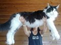 Geleceğin şampiyon adayı safkan secereli Mainecoon