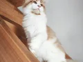 XXL Polidaktil Maine Coon (aşı ve belgeleri eksiksiz)
