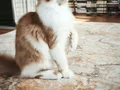 XXL Polidaktil Maine Coon (aşı ve belgeleri eksiksiz)