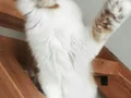 XXL Polidaktil Maine Coon (aşı ve belgeleri eksiksiz)