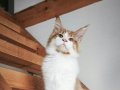 XXL Polidaktil Maine Coon (aşı ve belgeleri eksiksiz)