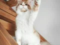XXL Polidaktil Maine Coon (aşı ve belgeleri eksiksiz)