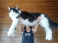 XXL Polidaktil Maine Coon (aşı ve belgeleri eksiksiz)