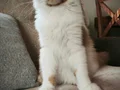 Safkan secereli dev cüsseli erkek 5 aylık 