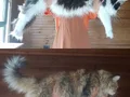 Safkan secereli dev cüsseli erkek 5 aylık 