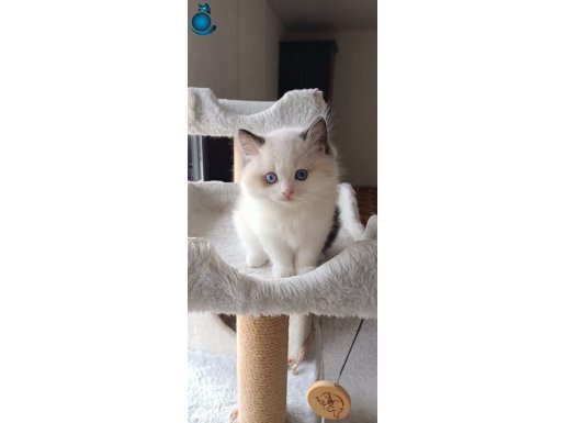 Secereli Anne ve Babadan Safkan Ragdoll Erkek Yavru