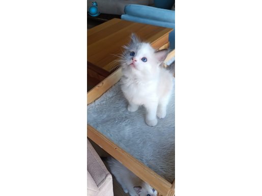 SAFKAN ŞECERELİ RAGDOLL BEBEKLER YENİ YUVALARINI ARIYOR