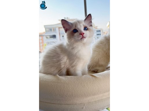 Secereli Anne Ve Babadan Safkan Ragdoll Yavrular