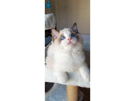 Show kalite güzeller güzeli oğlumuz yeni yuvasını arıyor