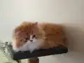 Zıpırlar yeni yuvalarına gitmeye hazır