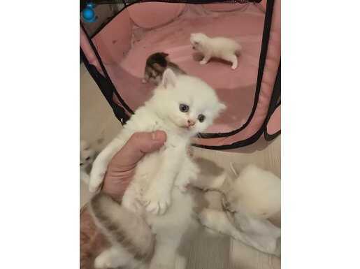 Mama karşılığı bebekler 