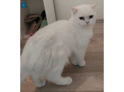 Sadece sahiplendirme