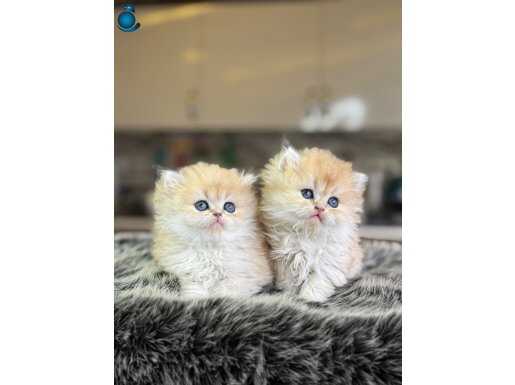 SAFKAN GOLDEN BEBEKLER 20 adet 