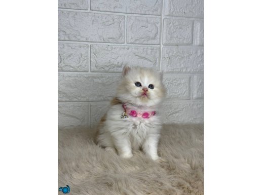A KALİTE GOLDEN BEBEKLER 