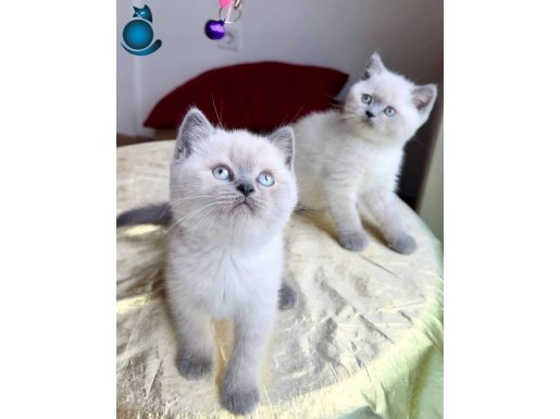 BOMBA GÜZELLİKTE British blue POİNTLER 