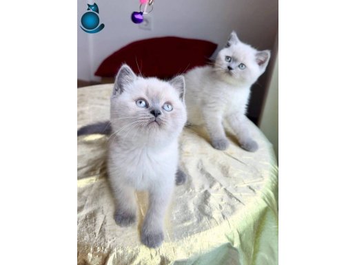 A kalite British BLUE POİNTLER 15 adet 