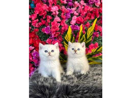 A kalite safkan yavrular 