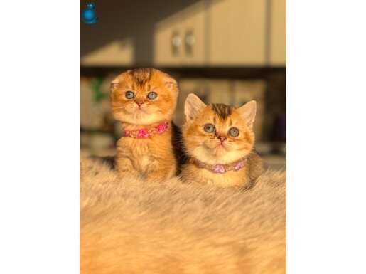 GOLDEN BRİTİSH YAVRULAR 
