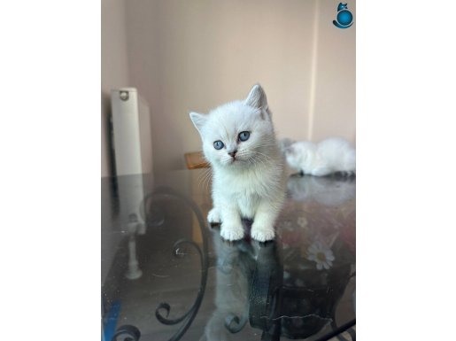 SHOW KALİTE BRİTİSHLER 12 adet 