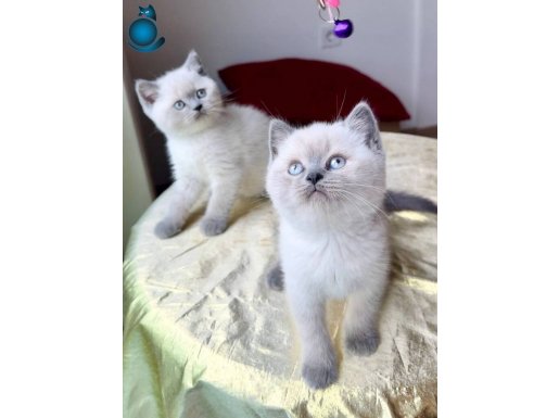 A kalite British BLUE POİNT BEBEKLER 